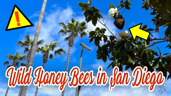 Giant Wild bee swarm hanging dangerously from a thin branch of a tree