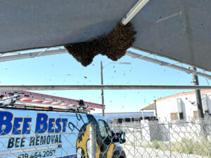 Bee swarm landed on a patio canopy and hanging from the apex