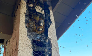 Wild bees guarding their hive in a open stucco wall