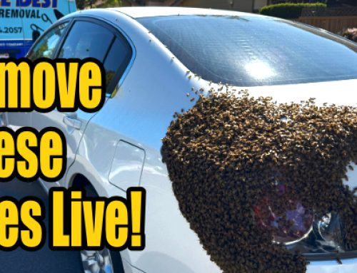 How and why we perform live honeybee removal