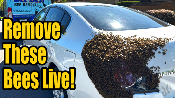 Bee swarm on car - remove these bees live!